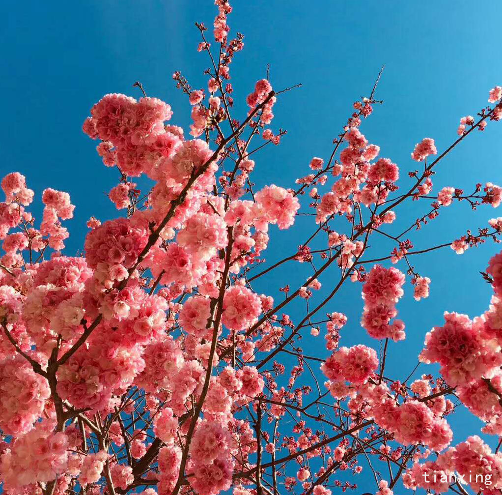 圆通山樱花