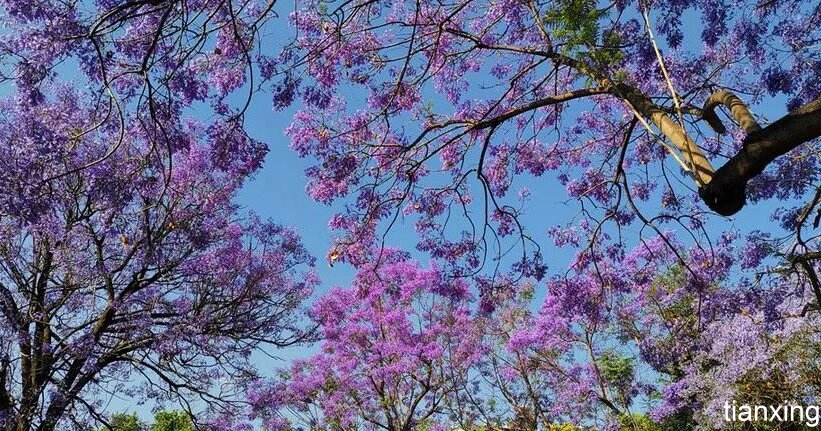 昆明蓝花楹