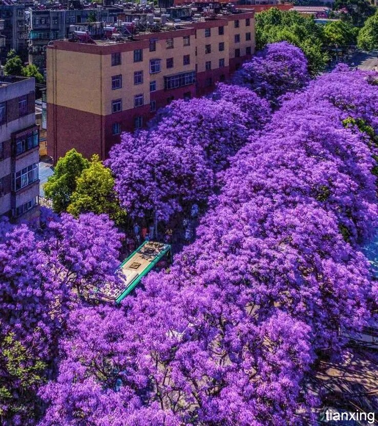 昆明蓝花楹