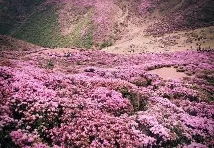 马鹿塘杜鹃花海