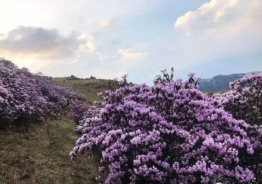 马鹿塘杜鹃花海