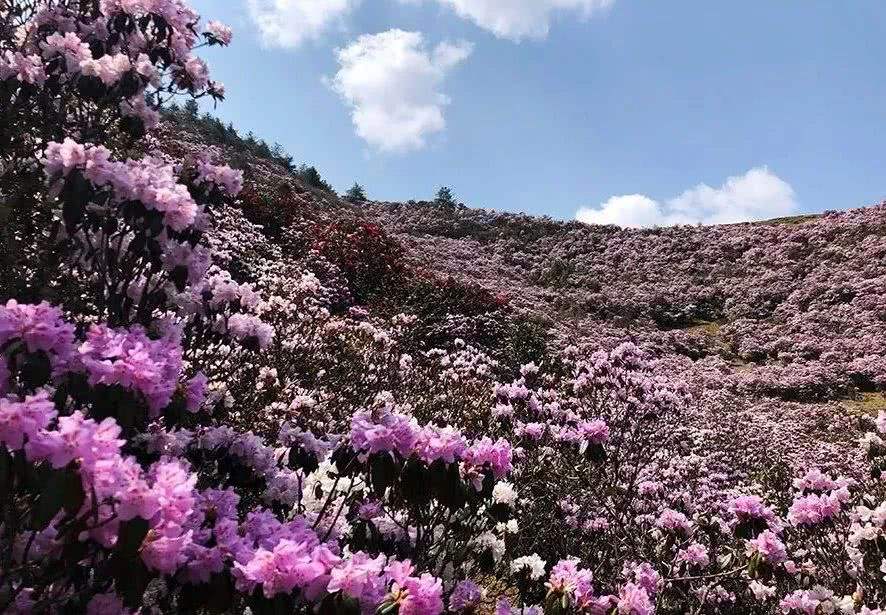 马鹿塘杜鹃花海