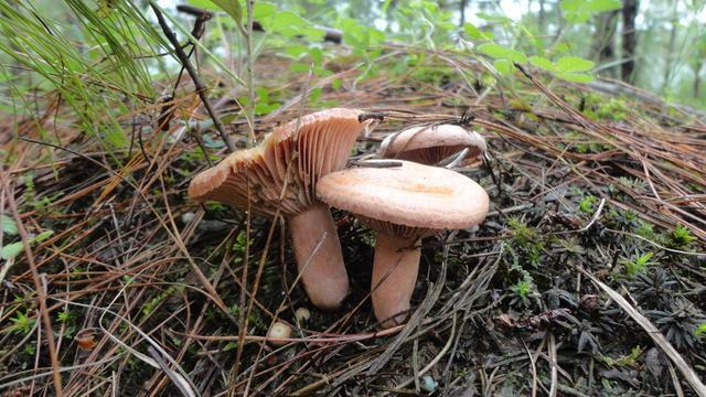 云南野生菌最全攻略，昆明这些地方盛产野生菌你知道几个 