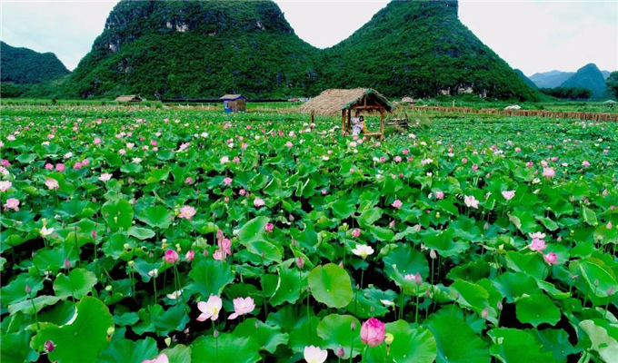  昆明旅游 普者黑深藏在云南群山中的人间绝色！美在惬意悠然的山水田园