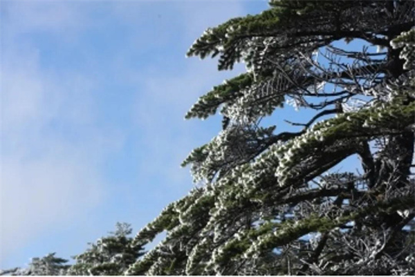 云南轿子雪山现绝美雾凇！