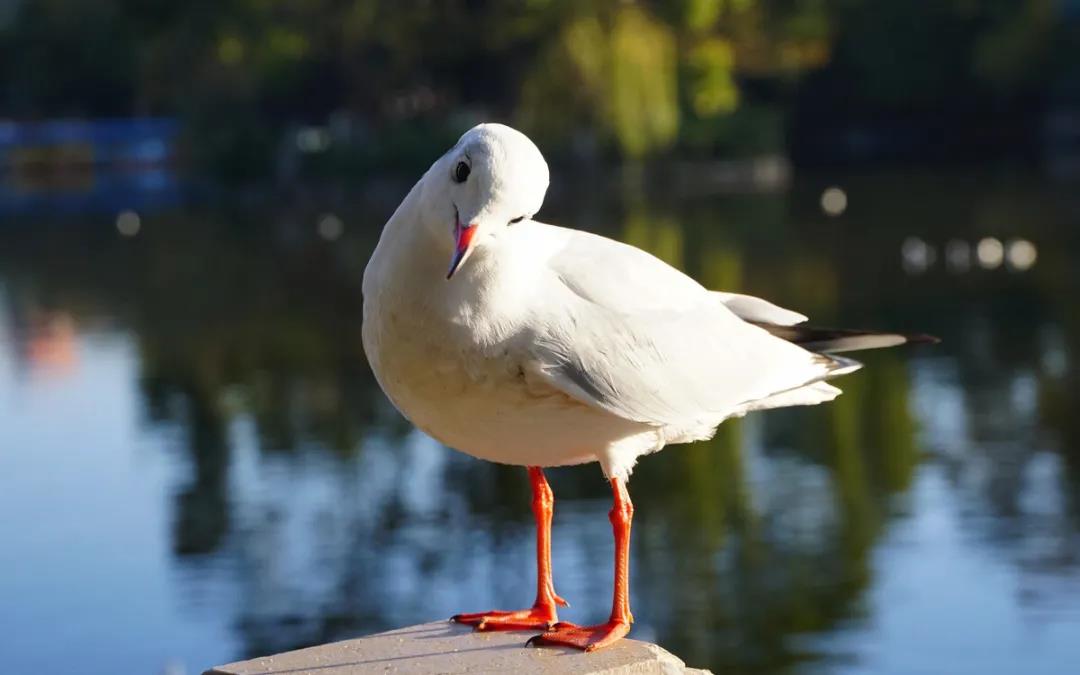 红嘴鸥来啦！昆明最佳赏鸥地点推荐！    昆明传媒公司