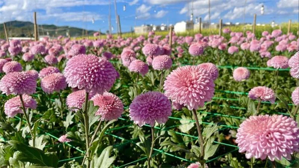 冬日到永仁县猛虎乡享暖阳赏花田