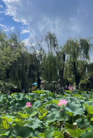 昆明旅行团,昆明策划公司,昆明拓展公司:前往昆明西山大观楼赏“映日荷花别样红”解锁不一样的夏天
