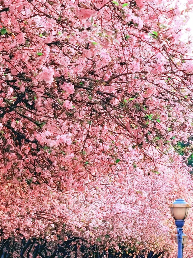 云南旅游,云南旅行社,云南团建公司,云南会议公司,云南策划公司,昆明旅游,昆明旅行社,昆明团建公司,昆明策划公司：146天“超长春季”！进来解锁昆明踏春撒欢指南