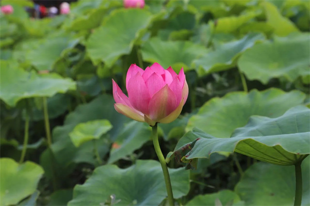 云南旅游,云南旅行社,云南团建公司,云南策划公司,云南会议会展,昆明旅游,昆明旅行社,昆明团建公司,昆明策划公司,昆明会议会展：杨林港的荷花，开了！