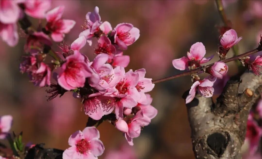 云南团建公司,云南策划公司,昆明旅游,昆明旅行社,昆明团建公司,昆明会议会展：在桃花流水处，遇见徐霞客笔下的富民