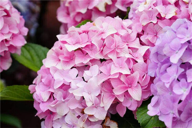 昆明旅游：夏日“多巴胺”，藏在每一朵绣球花里~这些秘境一键收藏！